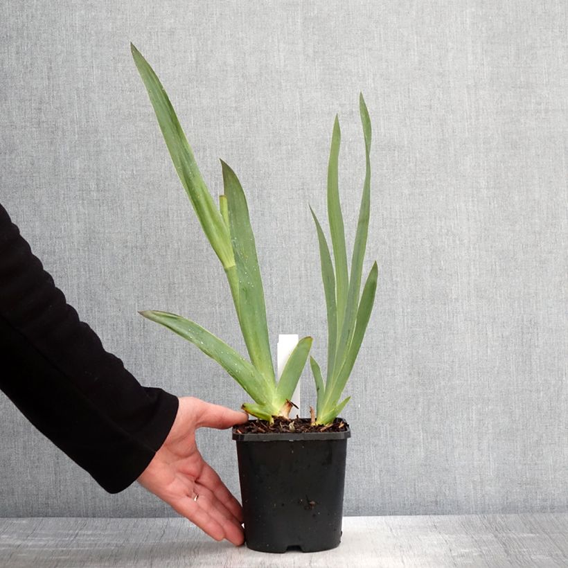 Spécimen de Iris germanica Tuxedo - Iris des Jardins - Pot de 1,5L/2L tel que livré au printemps
