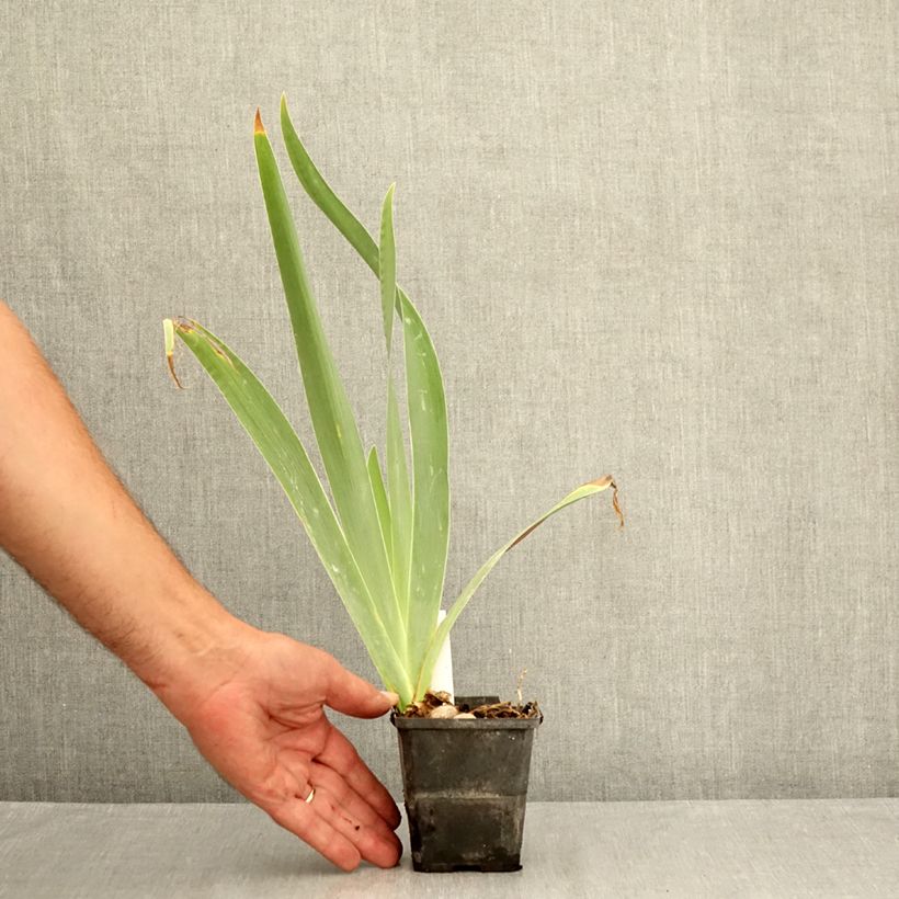 Spécimen de Iris germanica Urluberlu - Iris des Jardins Godet de 8/9 cm tel que livré en été