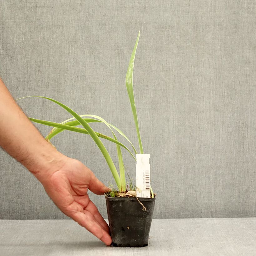 Spécimen de Iris germanica Waterline - Iris des Jardins Godet de 8/9 cm tel que livré en été