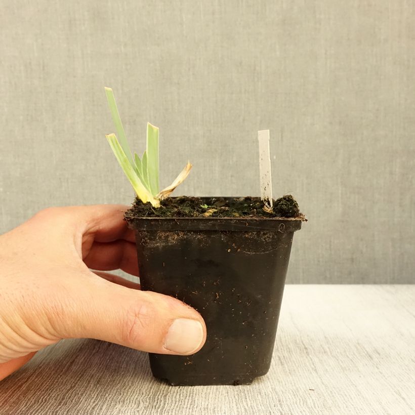 Spécimen de Iris germanica Young Blood - Iris des Jardins Godet de 8/9 cm tel que livré en automne