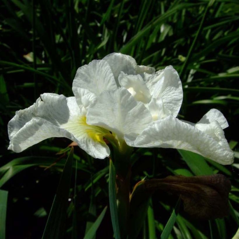 Iris Harpswell Happiness - Iris de Sibérie (Floraison)