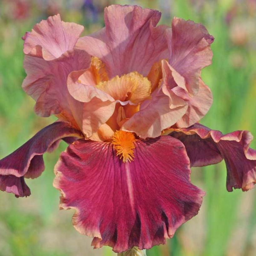 Iris germanica Impressionist (Floraison)