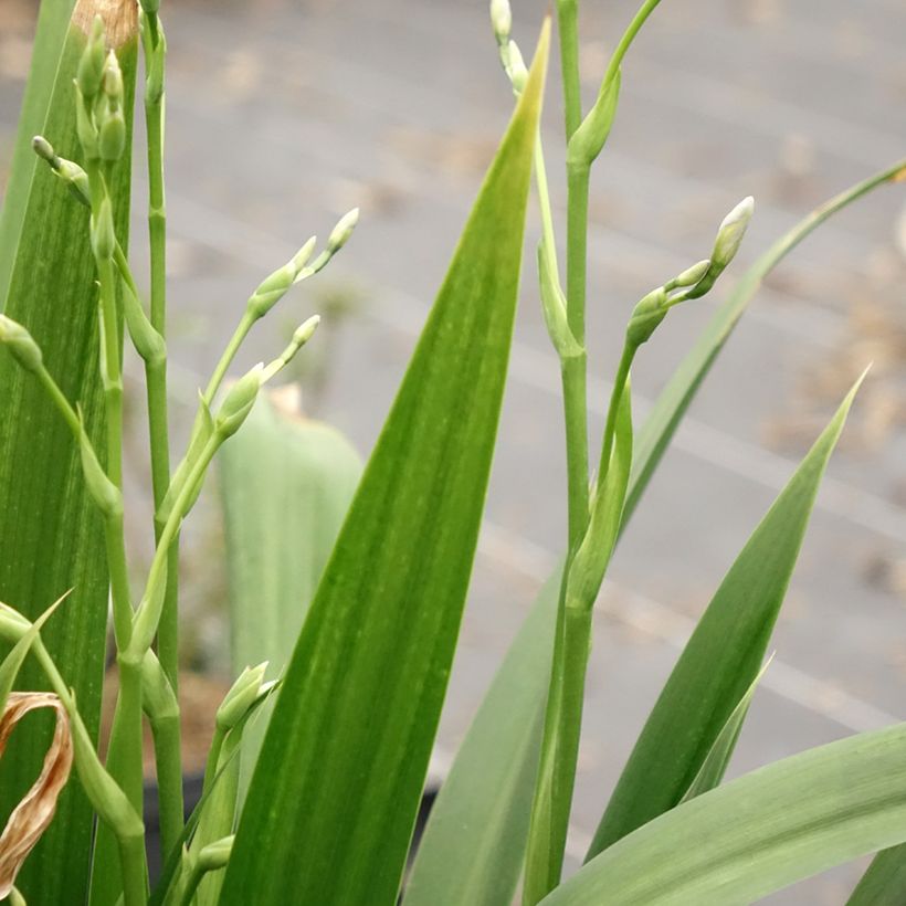 Iris japonica - Iris du Japon (Feuillage)