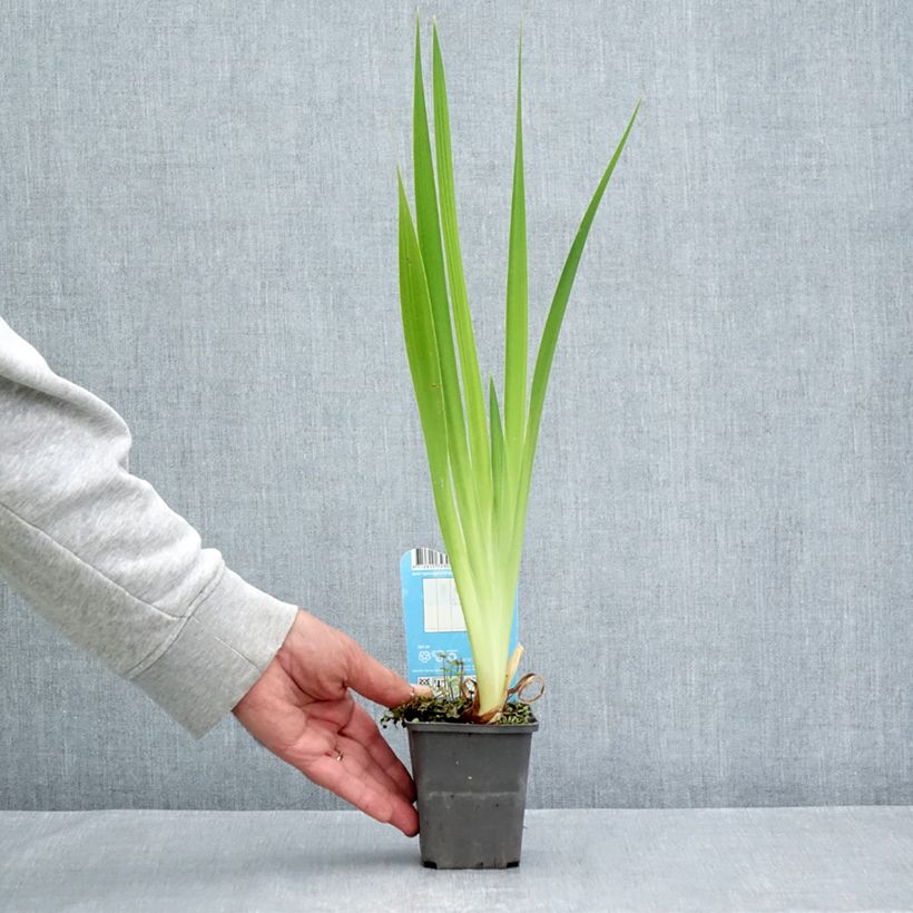 Spécimen de Iris laevigata Mottled Beauty - Iris d'eau japonais Godet de 8/9 cm tel que livré en été