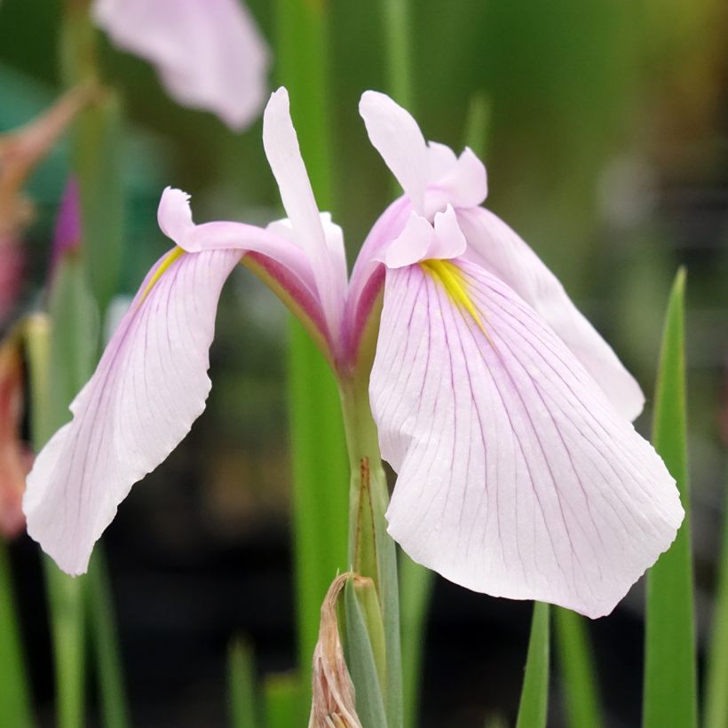 Iris laevigata Rose Queen - Iris d'eau japonais (Floraison)