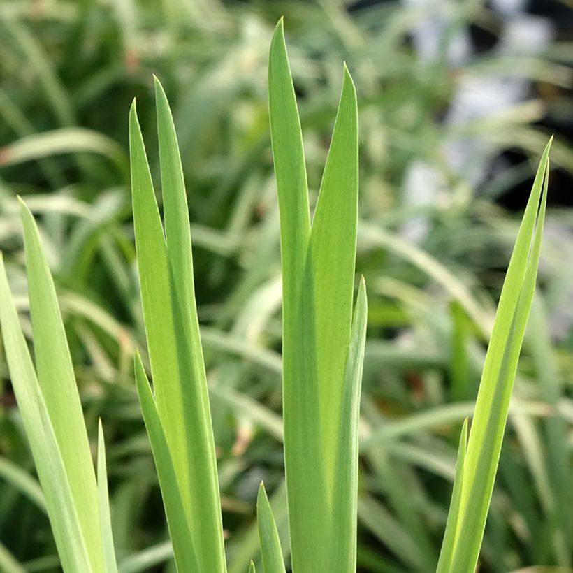 Iris laevigata Snowdrift (Feuillage)
