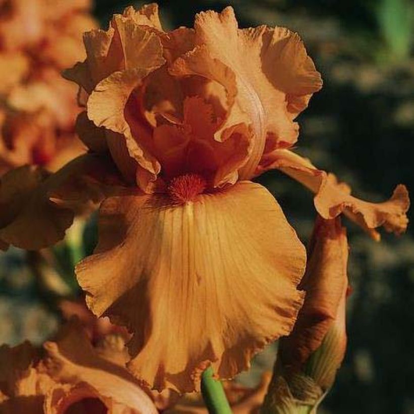 Iris germanica Orange Embers (Floraison)