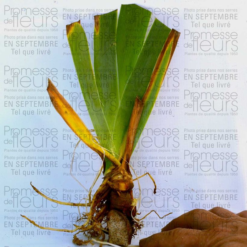 Exemple de spécimen de Iris germanica Orange Embers Rhizome ou godet tel que livré