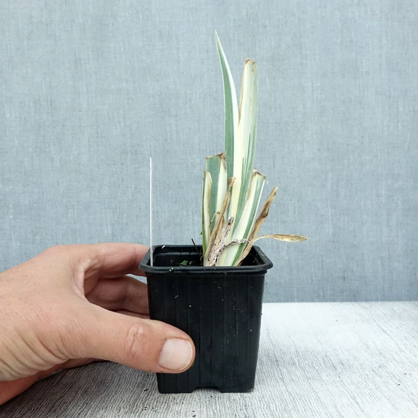 Spécimen de Iris pallida Argentea Variegata - Iris pâle  Godet de 8/9 cm tel que livré en automne