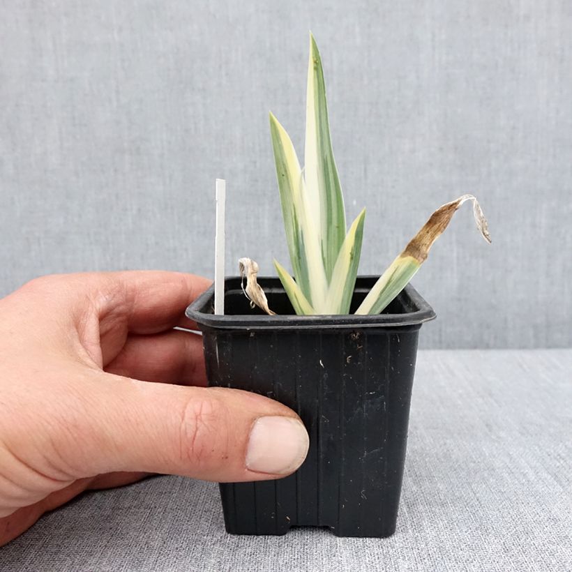 Spécimen de Iris pallida Argentea Variegata - Iris pâle  - Godet de 8/9 cm tel que livré au printemps