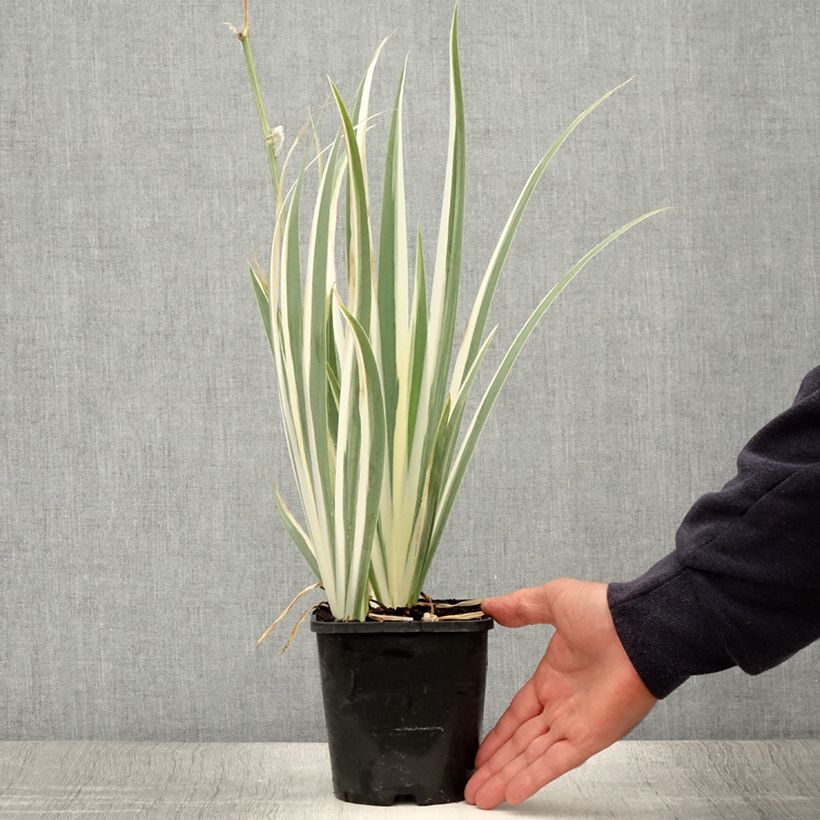 Spécimen de Iris pallida Variegata - Iris pâle panaché de jaune. Pot de 1,5L/2L tel que livré en été