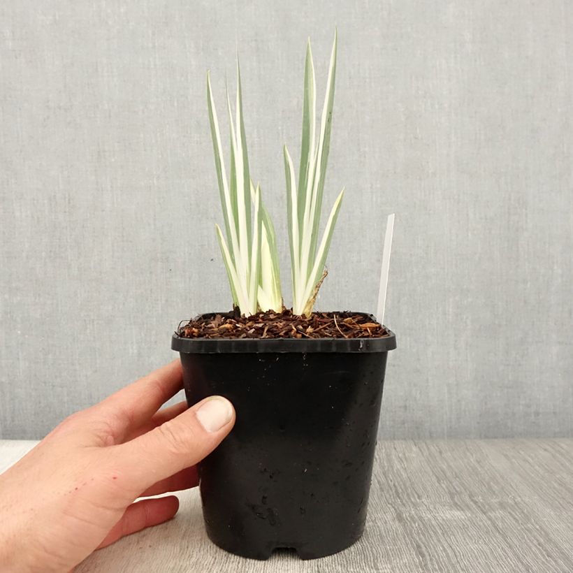 Spécimen de Iris pallida Variegata - Iris pâle panaché de jaune. - Pot de 1,5L/2L tel que livré au printemps