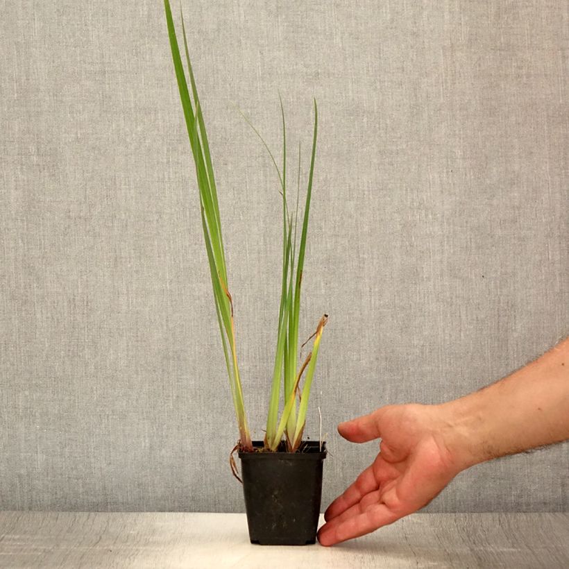 Spécimen de Iris pseudacorus Crème de la Crème - Iris des marais Godet de 8/9 cm tel que livré en été