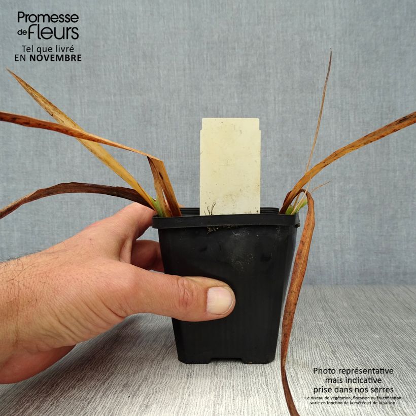 Spécimen de Iris pseudacorus Plena - Iris des marais Godet de 8/9 cm tel que livré en automne