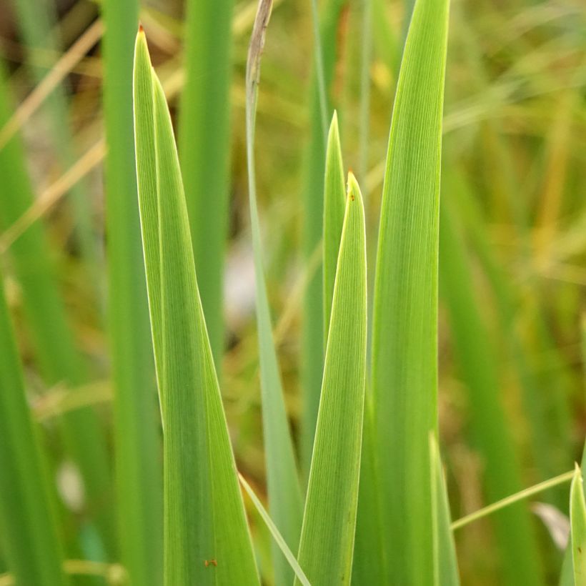 Iris pseudacorus var. bastardii - Iris des marais (Feuillage)