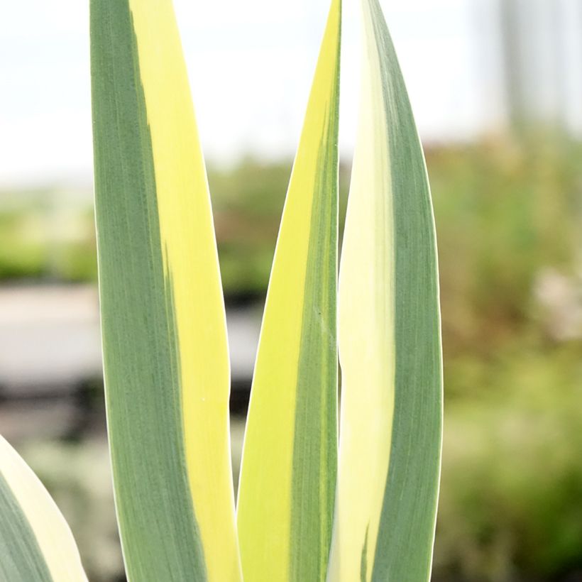 Iris pumila Azurea - Iris nain ou Iris de rocaille (Feuillage)