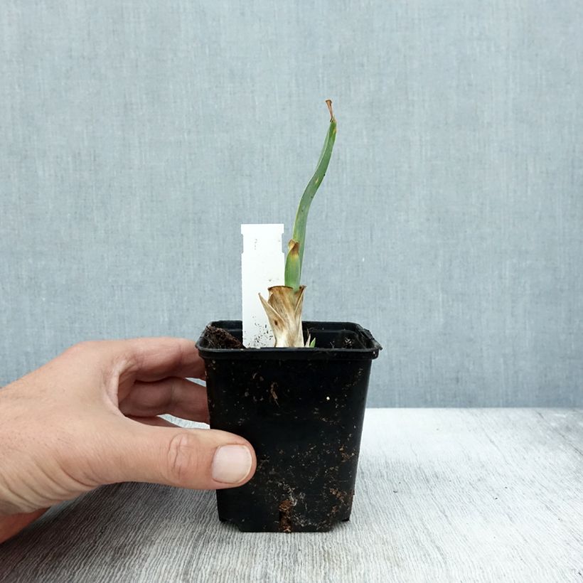 Spécimen de Iris pumila Brannigan - Iris nain ou de rocaille Godet de 8/9 cm, Calibre 4/6 tel que livré en automne