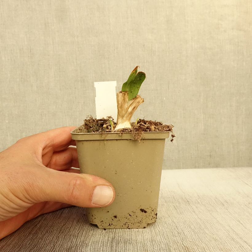 Spécimen de Iris pumila Brassie - Iris nain ou de rocaille Godet de 8/9 cm, Calibre 4/6 tel que livré en automne