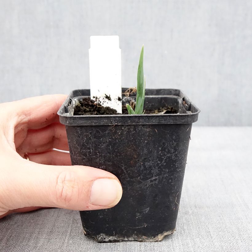 Spécimen de Iris pumila Curio - Iris des Jardins nain Godet de 8/9 cm tel que livré en hiver