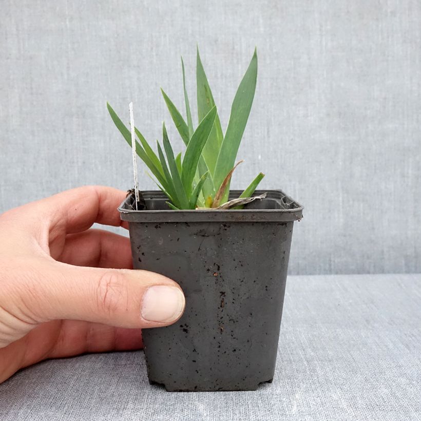 Spécimen de Iris pumila Curio - Iris des Jardins nain - Godet de 8/9 cm tel que livré au printemps