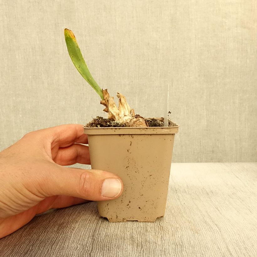 Spécimen de Iris pumila Daring Do - Iris nain ou de rocaille Godet de 8/9 cm, Calibre 4/6 tel que livré en automne