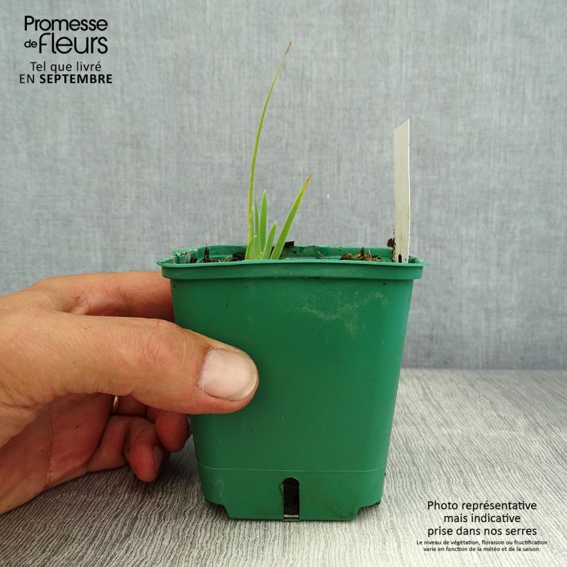 Spécimen de Iris pumila Jaune - Iris nain Godet de 8/9 cm tel que livré en été