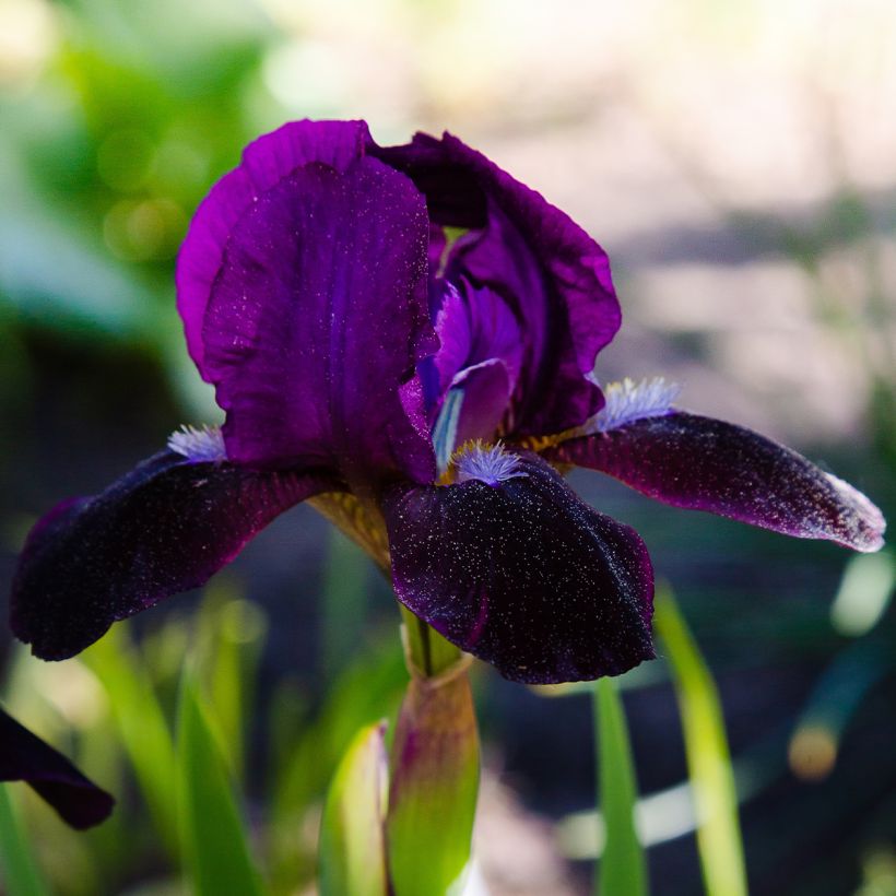 Iris pumila Jewel Baby - Iris nain ou de rocaille (Floraison)