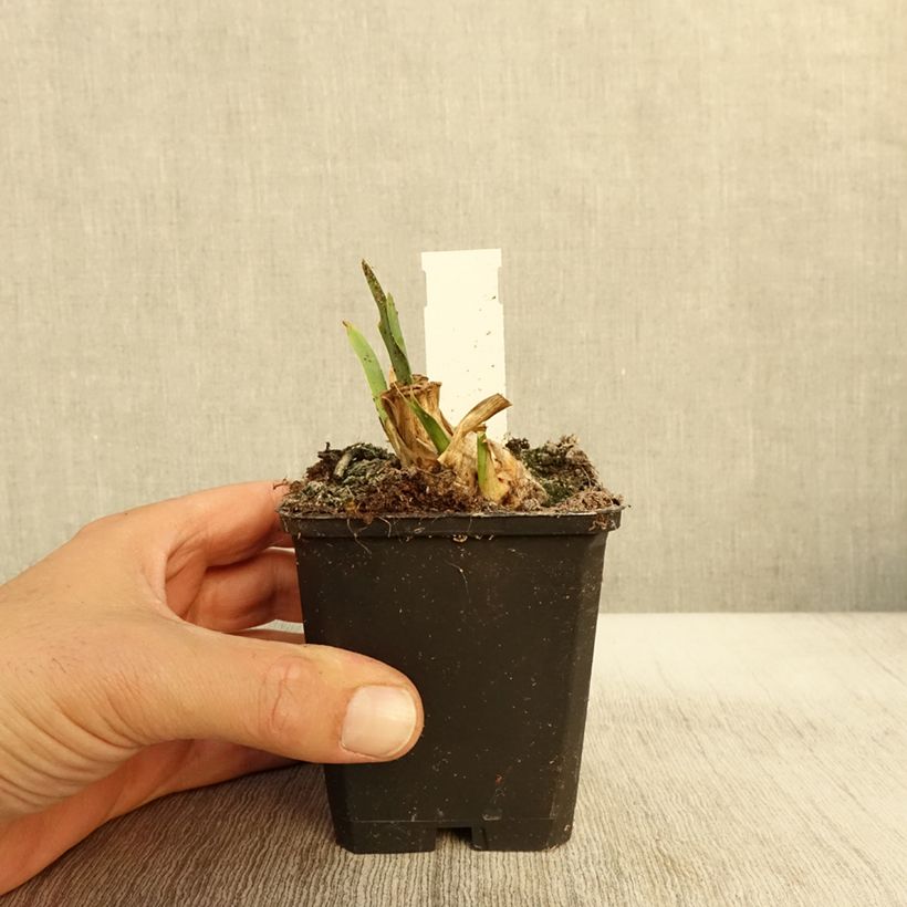 Spécimen de Iris pumila Jewel Baby - Iris nain ou de rocaille Godet de 8/9 cm, Calibre 4/6 tel que livré en automne