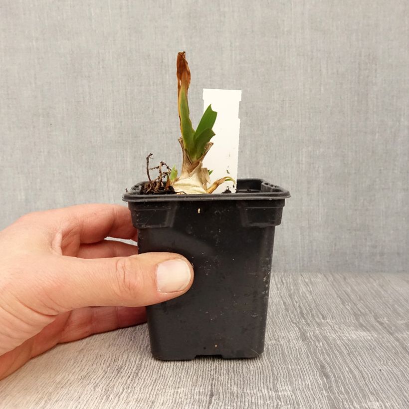 Spécimen de Iris pumila Jewel Baby - Iris nain ou de rocaille Rhizome ou godet tel que livré au printemps