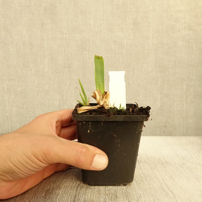Spécimen de Iris pumila Volts - Iris nain ou de rocaille Godet de 8/9 cm, Calibre 4/6 tel que livré en automne