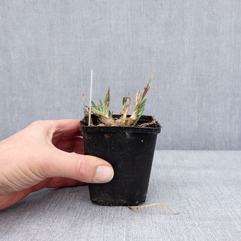 Spécimen de Iris pumila Wee Harry - Iris des Jardins nain Godet de 8/9 cm tel que livré en hiver