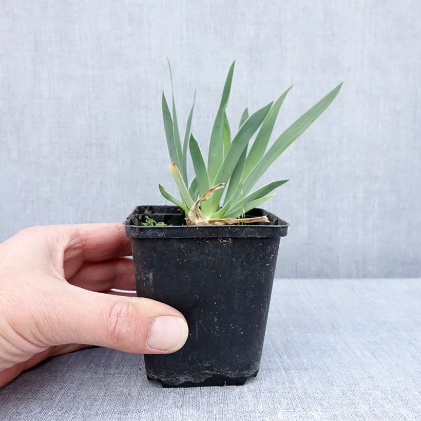 Spécimen de Iris pumila Wee Harry - Iris des Jardins nain - Godet de 8/9 cm tel que livré au printemps