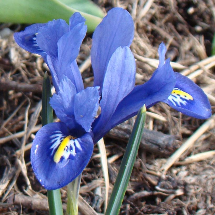 Iris reticulata Harmony (Floraison)