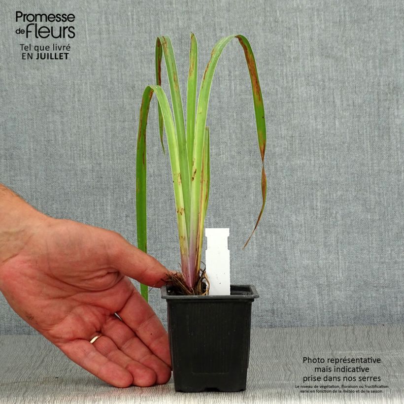 Spécimen de Iris robusta Dark Aura  Godet de 8/9 cm tel que livré en été