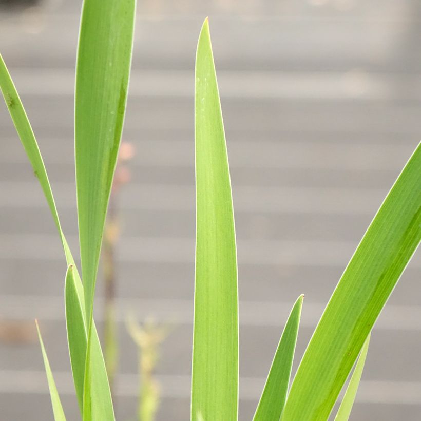Iris robusta Dark Aura (Feuillage)