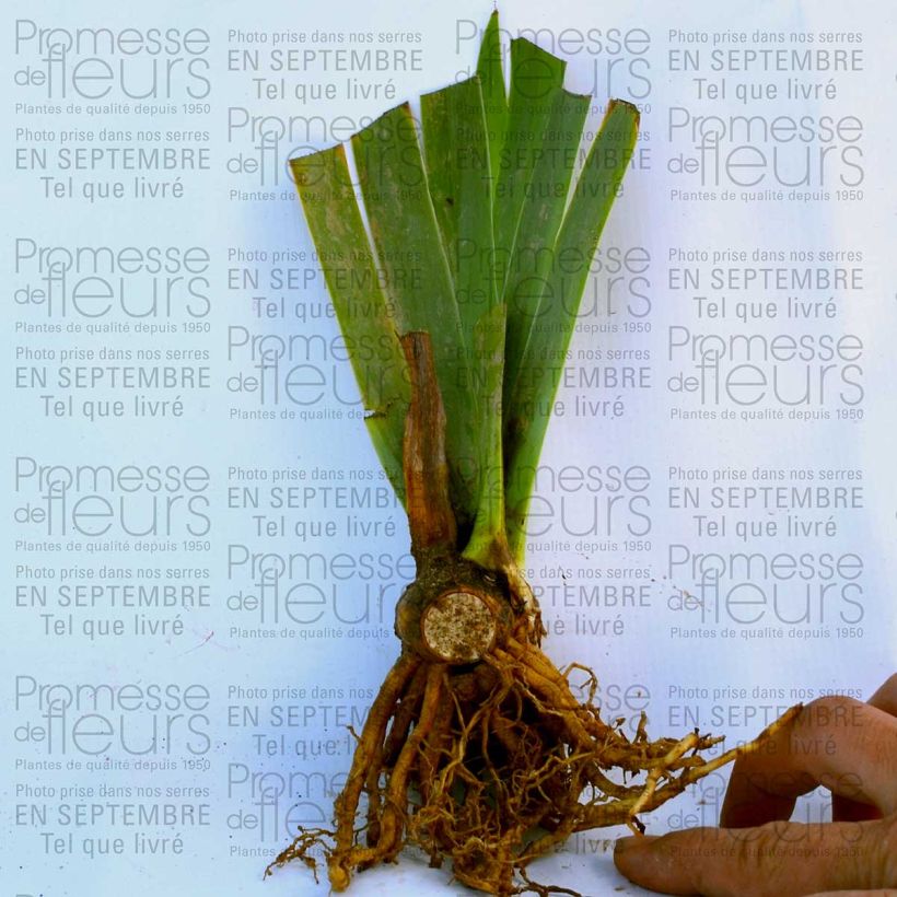 Exemple de spécimen de Iris germanica Royal Intrigue Godet de 8/9 cm tel que livré