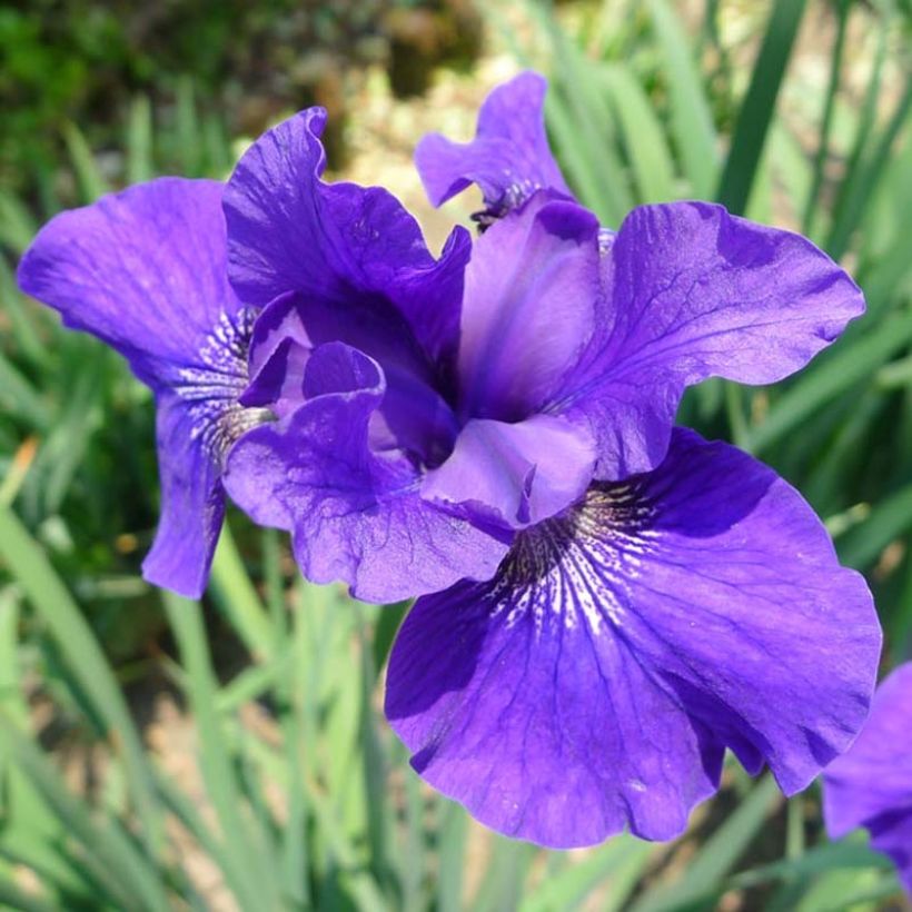 Iris Ruffled Velvet - Iris de Sibérie (Floraison)