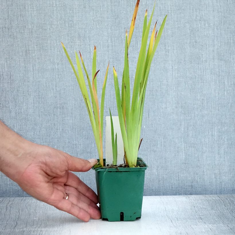 Spécimen de Iris Ruffled Velvet - Iris de Sibérie Godet de 8/9 cm tel que livré en été