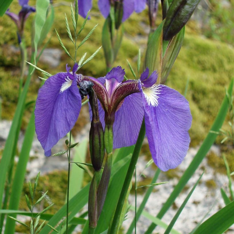 Iris setosa - Iris d'Alaska (Floraison)