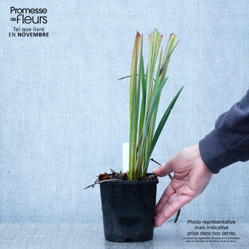 Spécimen de Iris sibirica Bundle of Joy - Iris de Sibérie Pot de 1,5L/2L tel que livré en automne