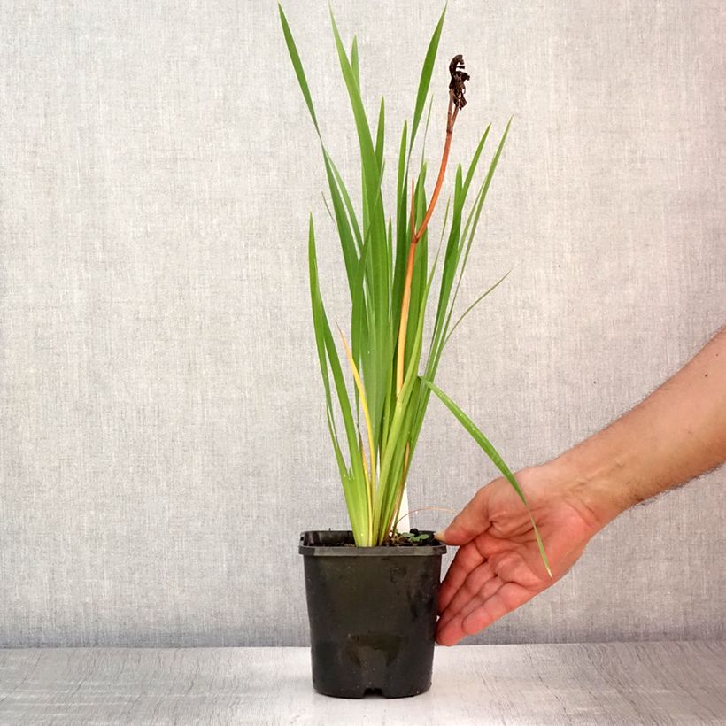 Spécimen de Iris sibirica Bundle of Joy - Iris de Sibérie Pot de 1,5L/2L tel que livré en été