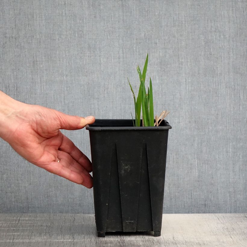 Spécimen de Iris sibirica Bundle of Joy - Iris de Sibérie - pot de 1.5L/2L tel que livré au printemps