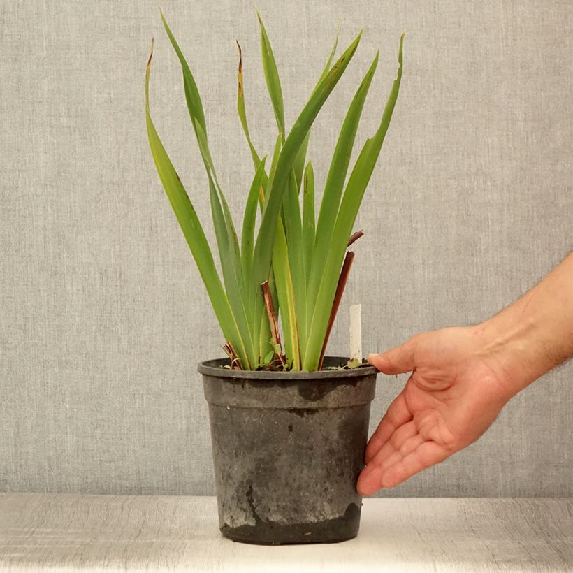 Spécimen de Iris sibirica Colonel Mustard - Iris de Sibérie - Pot de 2L/3L tel que livré en été