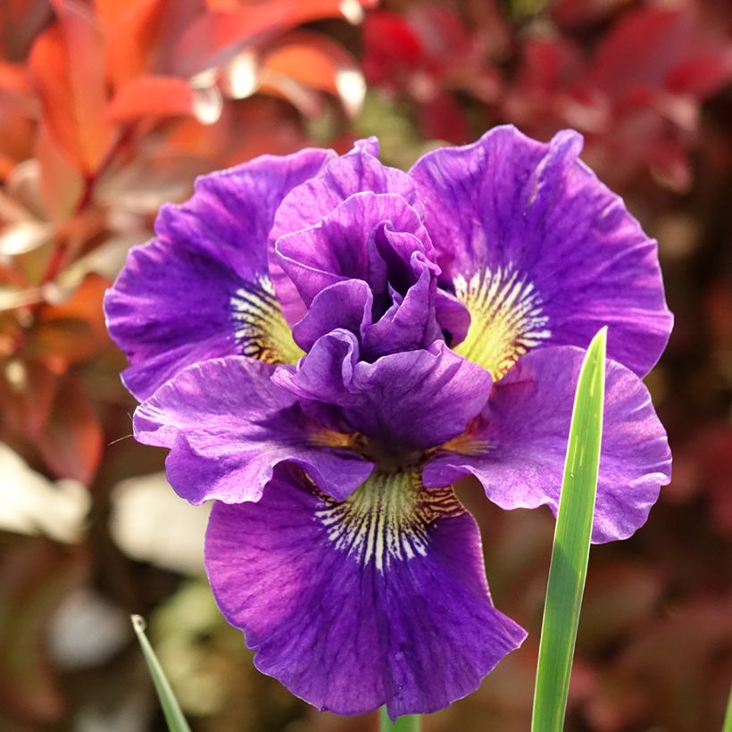 Iris sibirica Concord Crush - Iris de Sibérie (Floraison)