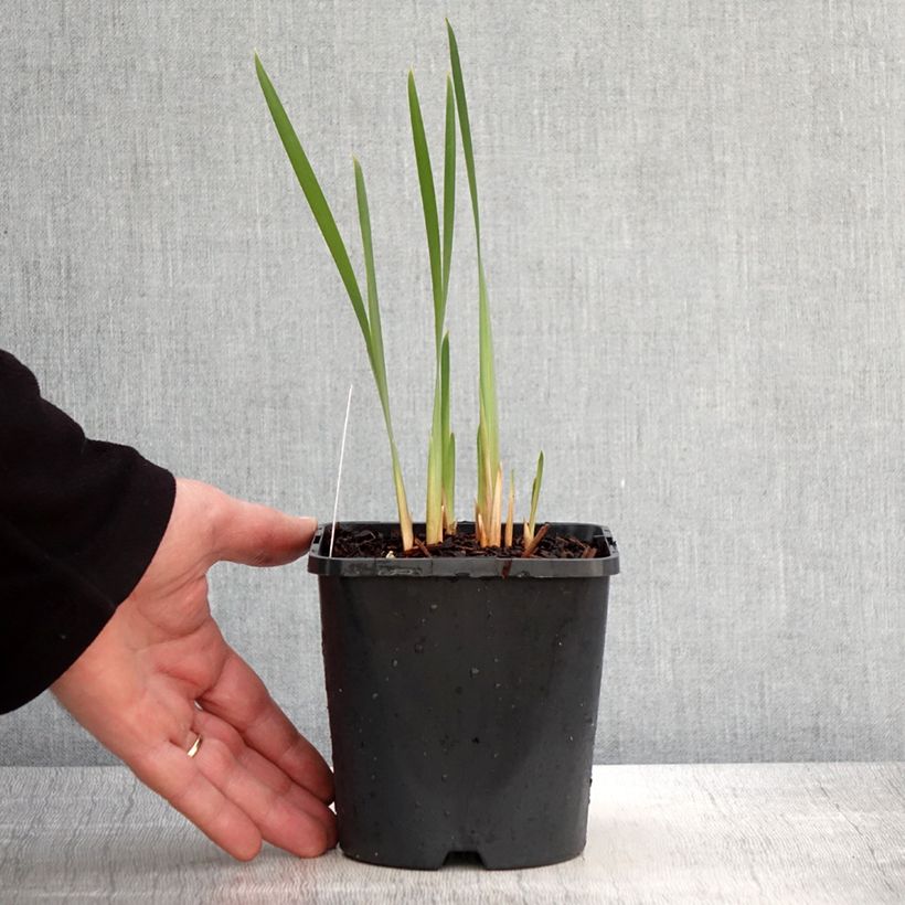 Spécimen de Iris sibirica Concord Crush - Iris de Sibérie - Pot de 1,5L/2L tel que livré au printemps