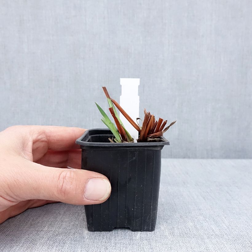 Spécimen de Iris sibirica Cool Spring - Iris de Sibérie - Godet de 8/9 cm tel que livré au printemps