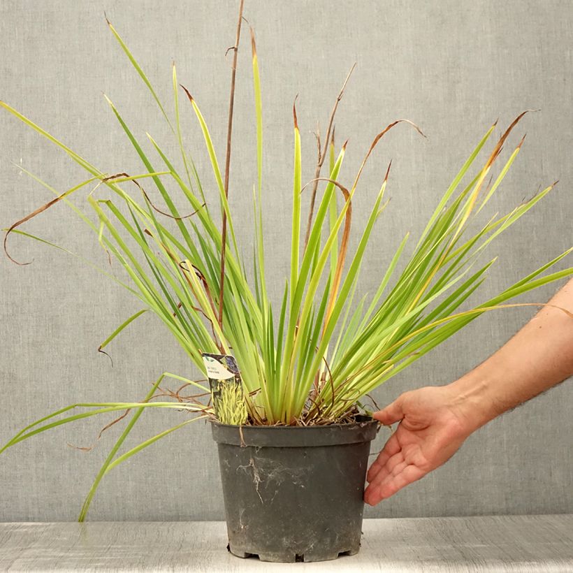 Spécimen de Iris sibirica Fran's gold - Iris de Sibérie Pot de 2L/3L tel que livré en été