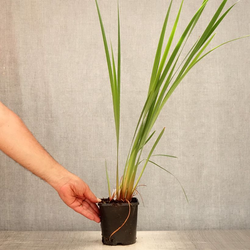 Spécimen de Iris sibirica Imperial Opal - Iris de Sibérie Pot de 1,5L/2L tel que livré en été