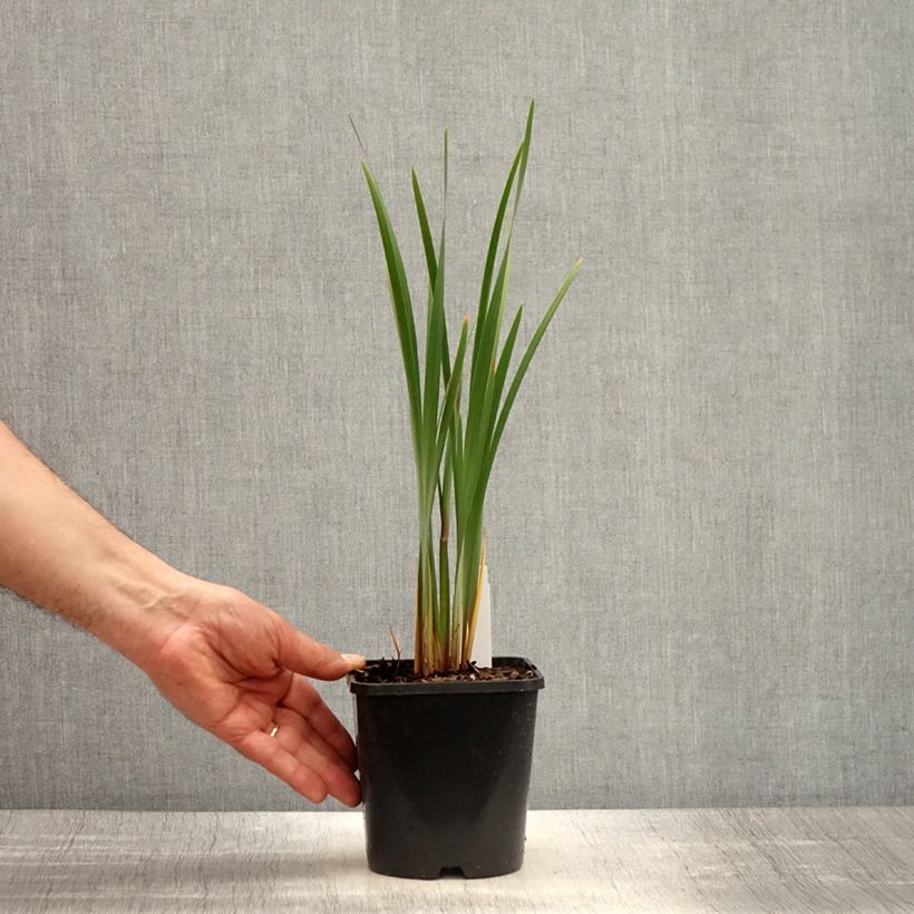Spécimen de Iris sibirica Imperial Opal - Iris de Sibérie - pot de 1.5L/2L tel que livré au printemps