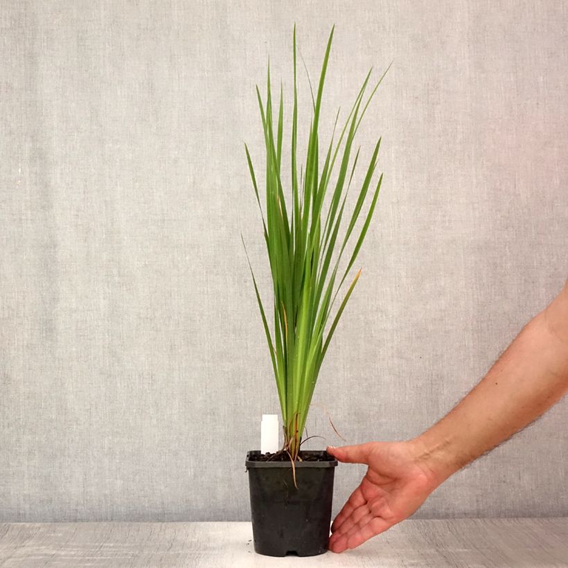 Spécimen de Iris sibirica Paprikash - Iris de Sibérie Pot de 1,5L/2L tel que livré en été